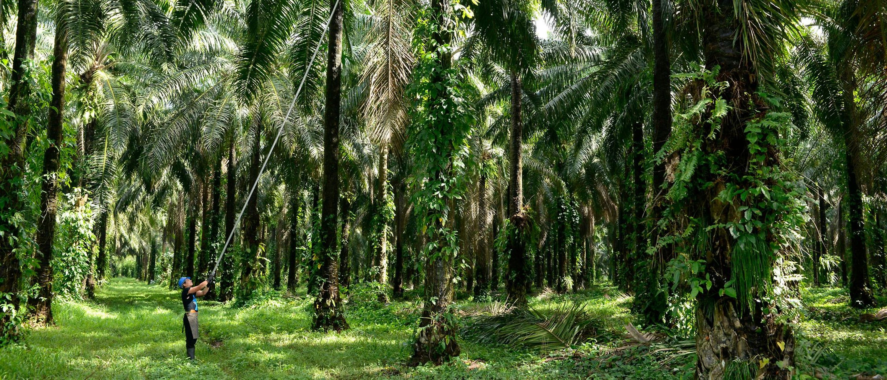 Homem colhendo frutos na floresta de palmeiras