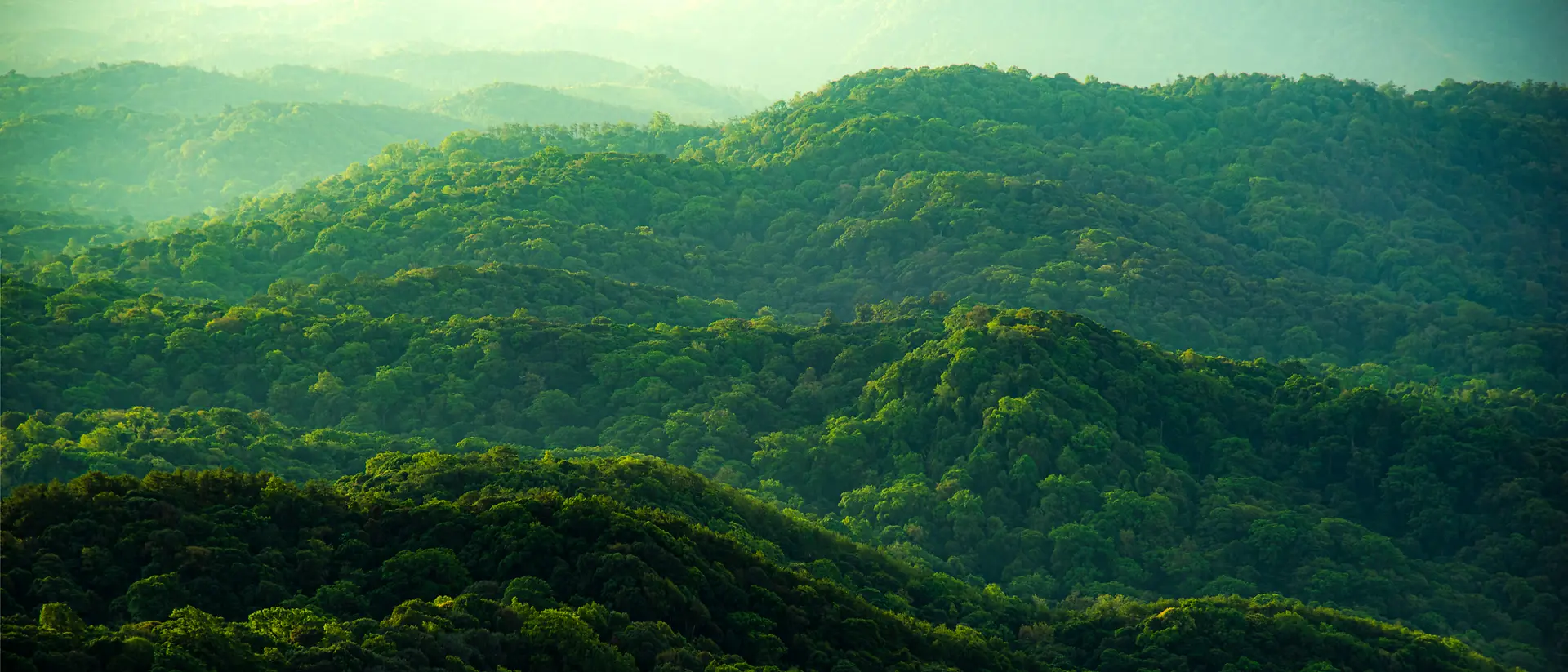 Floresta
