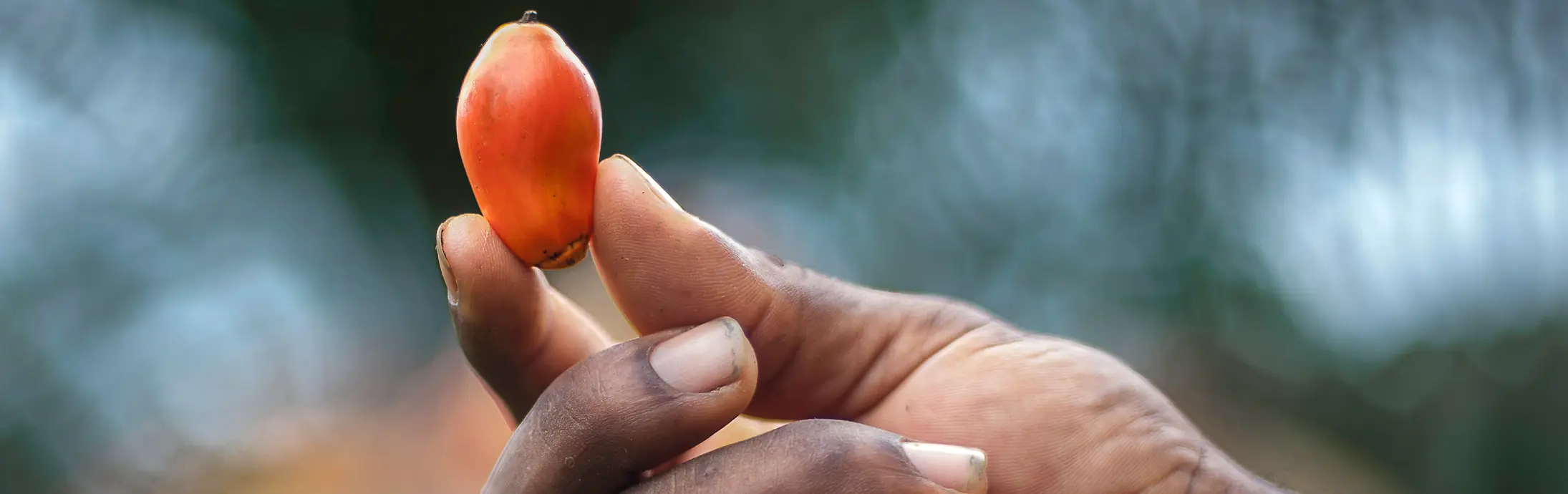 Fruto fresco de palma segurado entre as pontas dos dedos, com luz natural destacando sua superfície lisa.