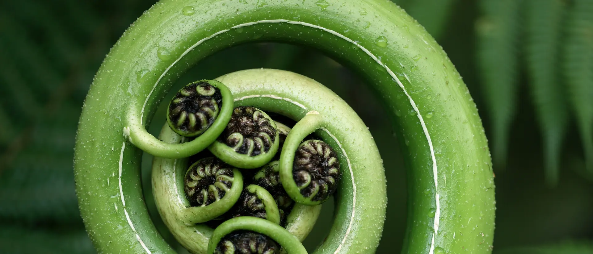 Close-up de uma samambaia verde se desenrolando, em formato espiral, com pequenas folhas ainda enroladas no centro, cercada por folhagens verdes exuberantes de samambaia.