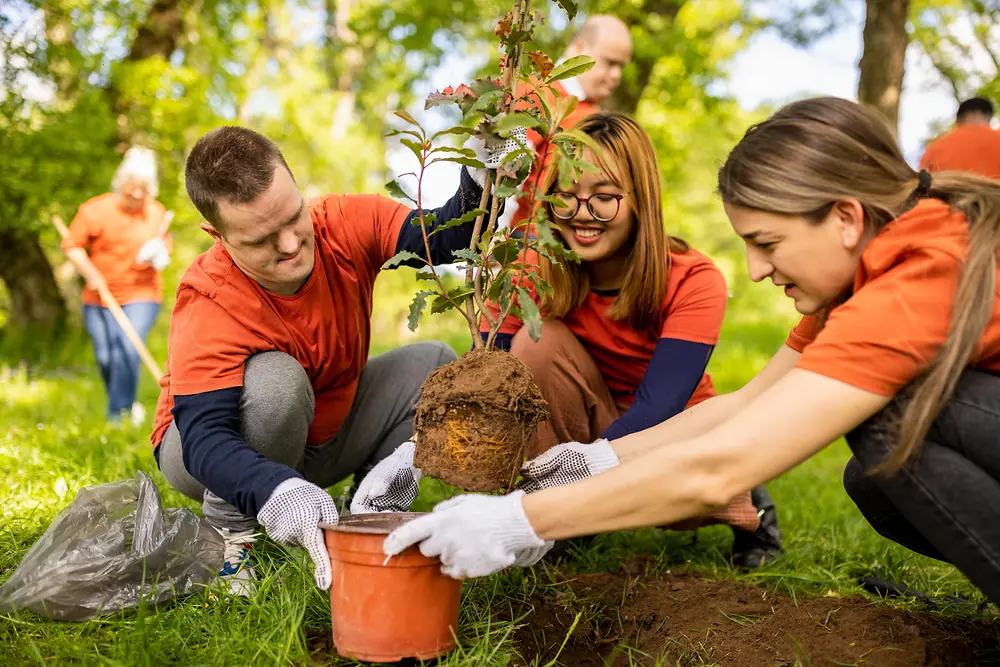 Várias pessoas trabalhando juntas ao ar livre para plantar uma árvore jovem em uma área gramada e ensolarada de um parque.