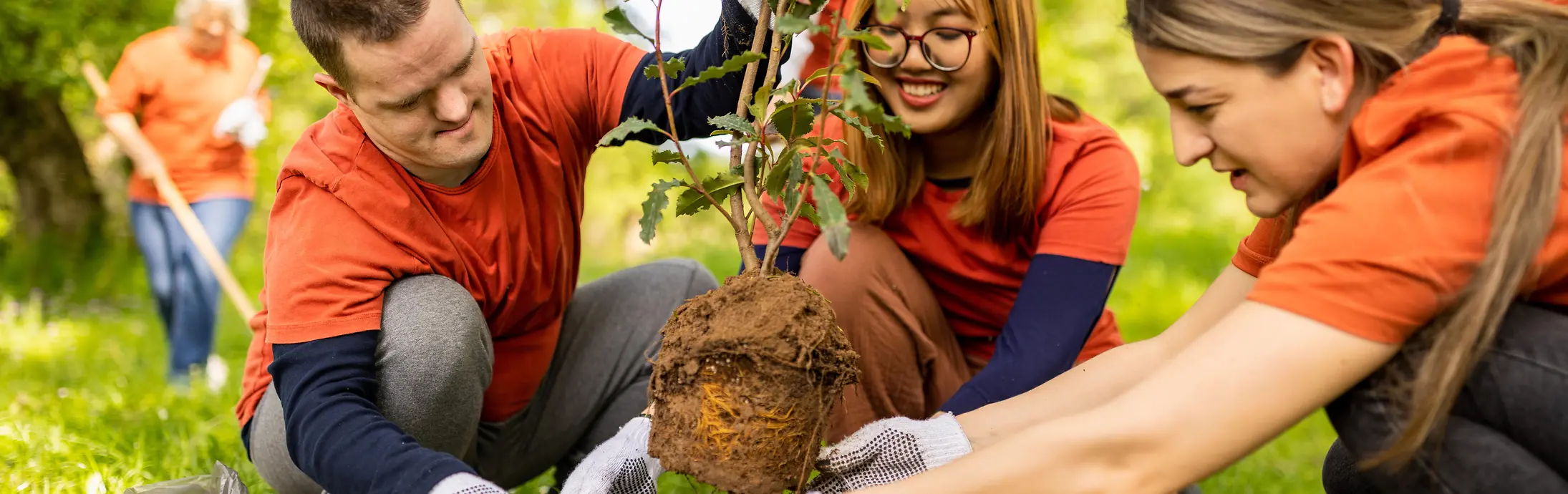Várias pessoas trabalhando juntas ao ar livre para plantar uma árvore jovem em uma área gramada e ensolarada de um parque.